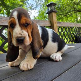Wren - Black white and brown female Basset Hound puppy in Denison, Texas from Emma Lou's Baby Bassets