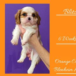 Blitz - Blenheim male Cavalier King Charles Spaniel puppy in Willmar, Minnesota from Starlite Cavaliers