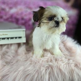 Bella - Tricolor female Shih Tzu puppy in Hialeah, Florida from Shih Tzu Miami