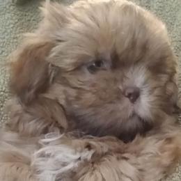Little Frankie - Red and tan male Shih Tzu puppy in Browns Summit, North Carolina from Lisa's Shih Tzus