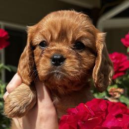 Cavalier King Charles Spaniels from Olga Kozubenko