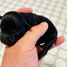 Iola - Black female Miniature Schnauzer puppy in Alabama from Little River Miniature Schnauzers