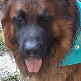 German Shepherds from Sarah Dickens