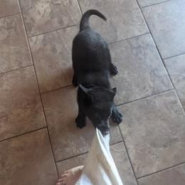 German Shepherd Puppies from Von De León German Shepherds