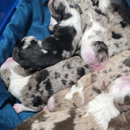 Australian Shepherds from Sharon's Australian Shepherds