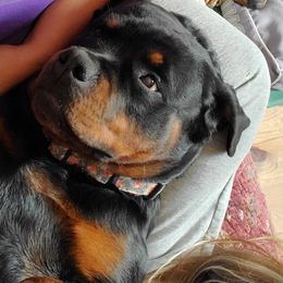 Rottweilers from Van Beneden Rottweilers
