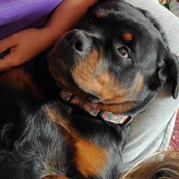Rottweilers from Van Beneden Rottweilers
