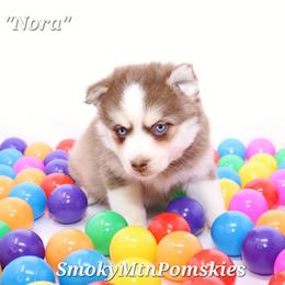 Nora SALE 4000 - Chocolate female Pomsky puppy in Christiana, Tennessee from Smoky Mountain Pomskies