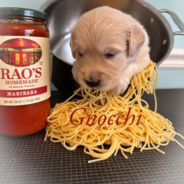 Golden Retriever Puppies from Ruff Life Goldens