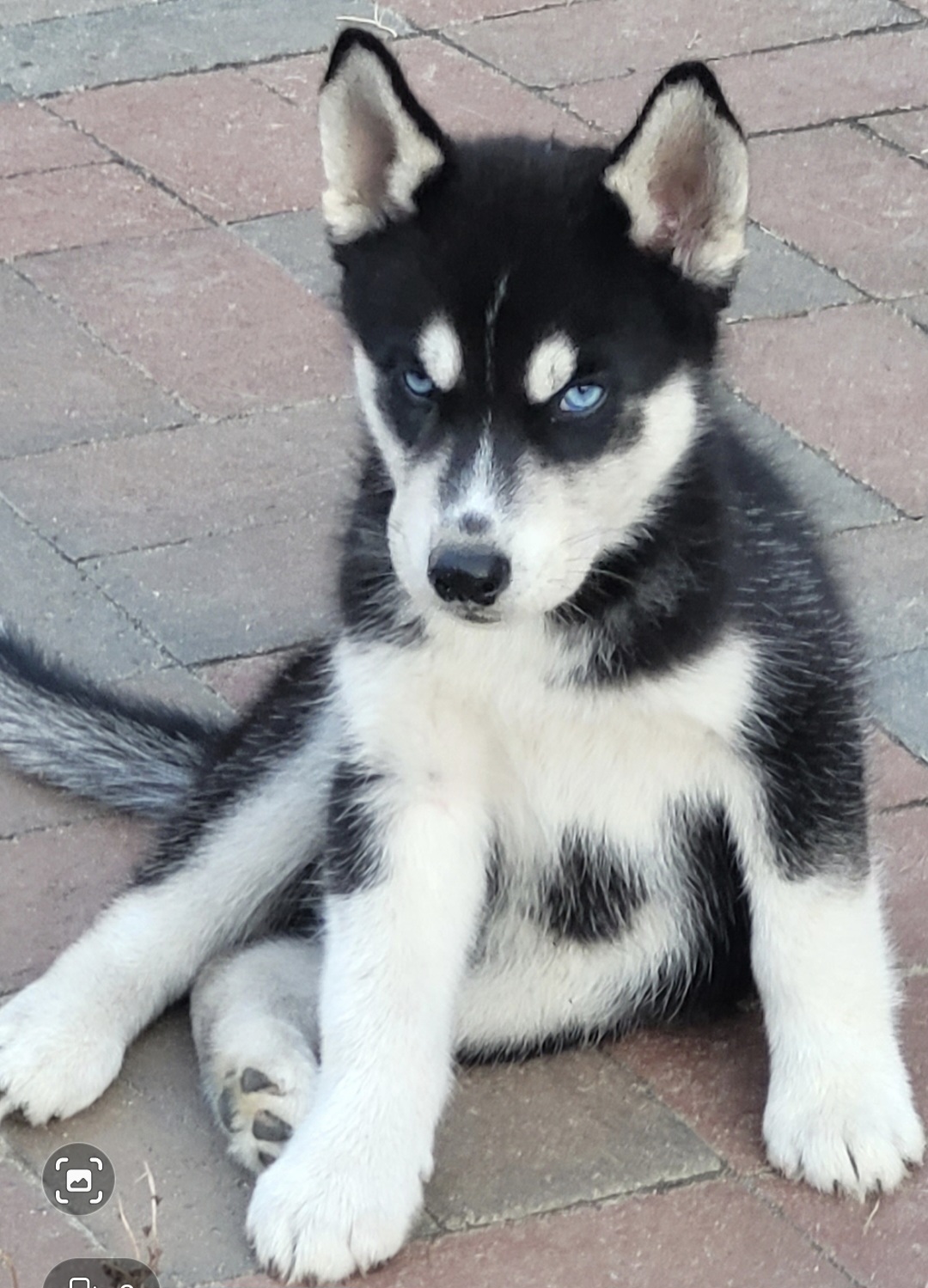 Siberian Husky Puppies from Dacogetic