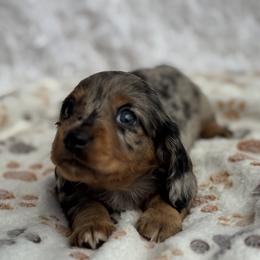 Dachshund Puppies from Brooke Crenshaw