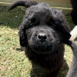 Jolly - Black male Newfoundland puppy in Saukville, Wisconsin from Crossroads Canines ~ Newfoundland Dogs