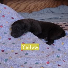 Yellow Collar - Reddish brown female Leonberger puppy in Perry County, Pennsylvania from Corazon de Leon Leonbergers
