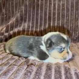 Purple collar - Black and tan female Pembroke Welsh Corgi puppy in Oxford, Pennsylvania from K&S Quality Pembroke Welsh Corgi’s
