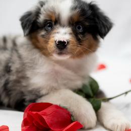 Sally - Blue merle female Miniature American Shepherd puppy in Groesbeck, Texas from Empire Miniature American Shepherds