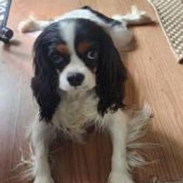 Winnie - Cavalier King Charles Spaniel