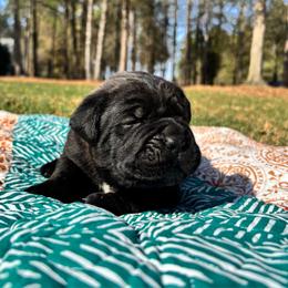Curly - Black brindle male Cane Corso puppy in Beech Island, South Carolina from Relic Cane Corso