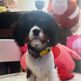 Rory - Cavalier King Charles Spaniel