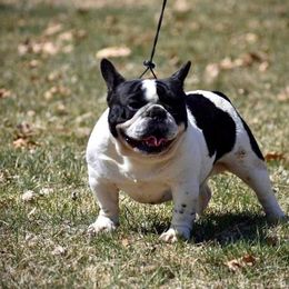 Pote - French Bulldog