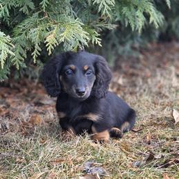 Echo 3000 dollars - Black and tan male Dachshund puppy in Crystal, Michigan from Mare-bella Dachshunds