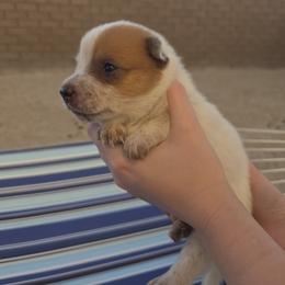 Australian Cattle Dog Puppies from Wild Sage Cattle Dogs