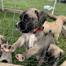 Boerboel Puppies from Heritage Boerboels