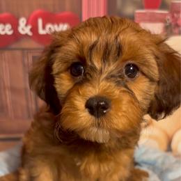 Chester - Red sable male Havanese puppy in Clermont, Florida from Country Sweet Havanese and Creative Coaching