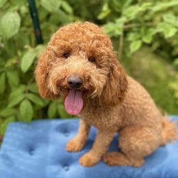 Maylee - Goldendoodle