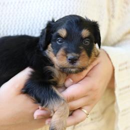 Sookie - Black tri-color female Aussiedoodle puppy in Orleans, Indiana from Mae Blossom Puppies