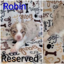 Robin - Red merle male Australian Shepherd puppy in Squaw Valley, California from A&M Australian Shepherds