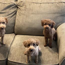 Amorette - Poodle