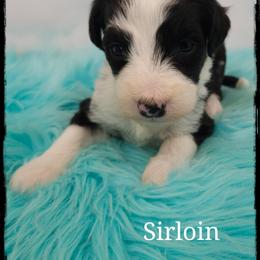 Sirloin - Black and white male Sheepadoodle puppy in Farley, Iowa from Iowa's Doodle Co.