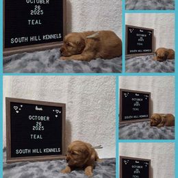 Golden Retriever Puppies from South Hill Golden Retrievers