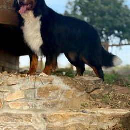 Bernese Mountain Dog puppies from Faith and Family Farm