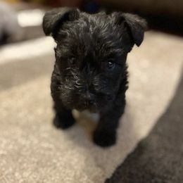 Miniature Schnauzers from Tennessee Schnauzers