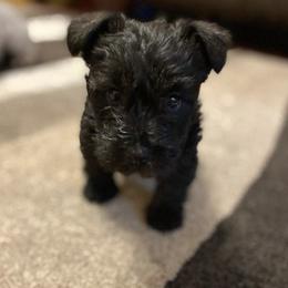 Miniature Schnauzers from Tennessee Schnauzers