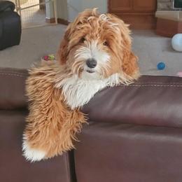 Goldendoodle Puppies from KandE Doodles