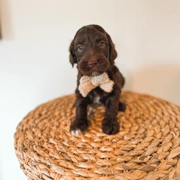 Nick - Chocolate male Goldendoodle puppy in Soddy Daisy, Tennessee from The W Doods