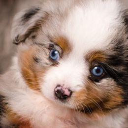 Toy Australian Shepherd Puppies from No Limit Ranch Miniature and Toy Australian Shepherds