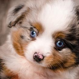 Toy Australian Shepherd Puppies from No Limit Ranch Miniature and Toy Australian Shepherds