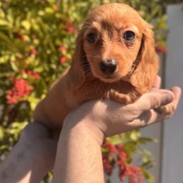 Bella - AKC - Red female Dachshund puppy in Englewood, Florida from Dach of Doxies