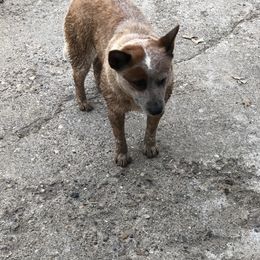 Australian Cattle Dog Puppies from 4C Cattle Dogs