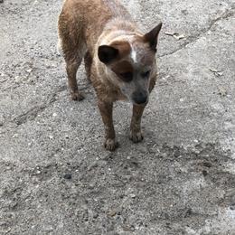 Australian Cattle Dog Puppies from 4C Cattle Dogs