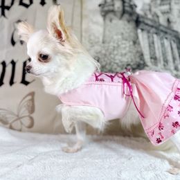 Maleficent - Chihuahua