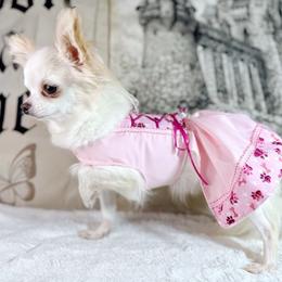 Maleficent - Chihuahua