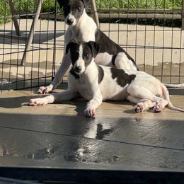 Golden Retriever and Greyhound Puppies from K and E Kennels