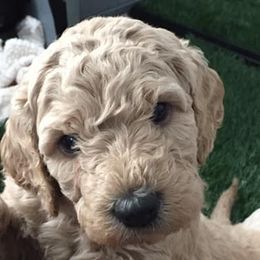 Aussiedoodles from Epic Doodle League
