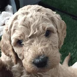 Aussiedoodles from Epic Doodle League