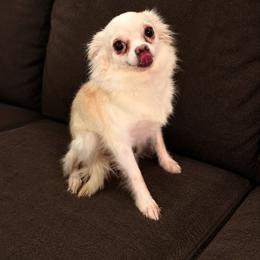 Summer - Cream and white female Chihuahua puppy in New Bedford, Massachusetts from Roark Pack Chihuahua's & Pomsky's