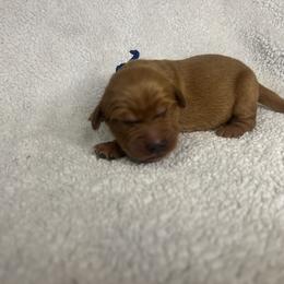 Golden Retriever Puppies from Nomadic Reds